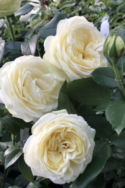 Троянда ’Ведінг Піано’|Rosa Wedding Piano®|Роза’Вединг Пиано’